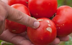 Dürrfleckenkrankheit an Tomate