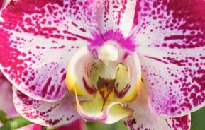 Exotische Schönheiten: Phalaenopsis