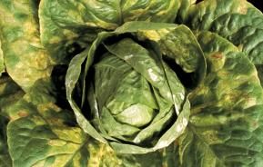 Falscher Mehltau an Gemüsepflanzen