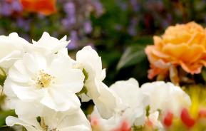 Frühjahrskur für Rosen