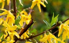 Goldglöckchen, Forsythien