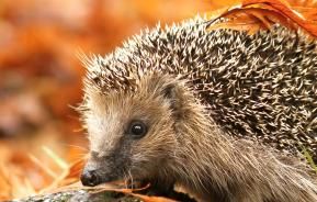 Igel - unsere Stacheligen Freunde