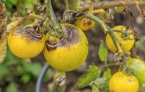 Kraut- und Braunfäule Tomaten