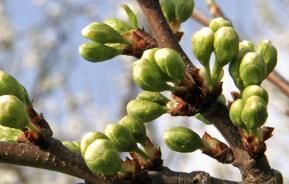 Obstbaumspinnmilbe frühzeitig bekämpfen