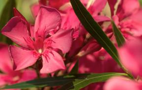 Oleander