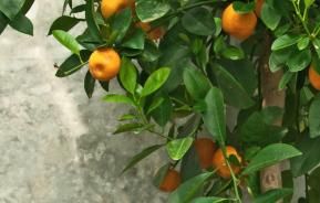 Orangen-, Zitronenbäumchen