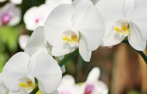 Orchideen pflegen