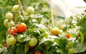 Regenschutz für Tomaten