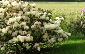 Rhododendron