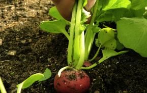 Substral Naturen Urgesteinsmehl 10 Kg – Für Fruchtbare Böden, Mit Spurenelementen & Verbesserter Struktur