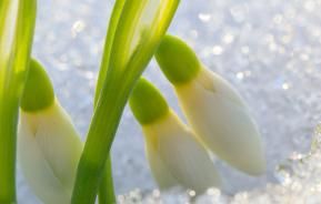 Garten im Winter