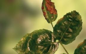 Spritzschäden durch unsachgemäße Anwendung an Rosen