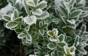 Winterpflege für Immergrüne