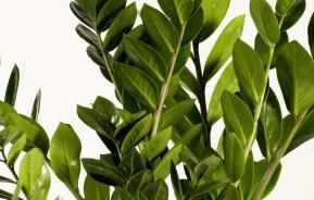 Zamioculcas (Glücksfeder) 