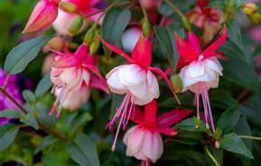 blühende Fuchsie