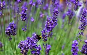 Lavendelblüten mit Hummel