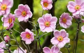 Anemonenblumen rosa