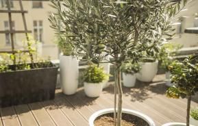 Olivenbaum auf Terrasse