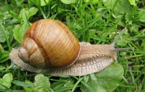 Weinbergschnecke auf Wiese