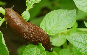 Nacktschnecke auf Gemüse