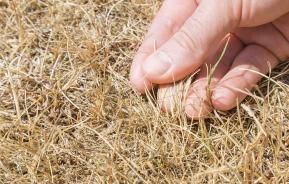 Hand hält vertrockneten Halm in verbranntem Rasen