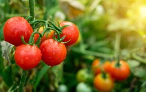 Planter des tomates