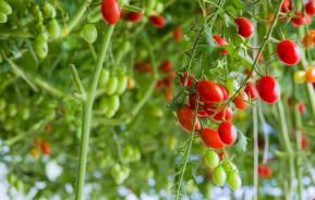 tomates cerises 