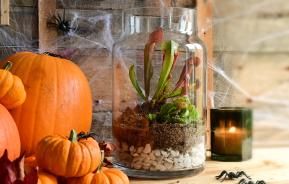 Spooky plants for Halloween