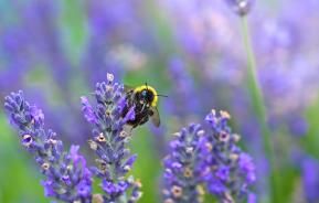 Bees & butterflies | David Domoney | Miracle-Gro