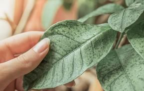Plantenziektes bestrijden – Lutter maladies des plantes - I Love My Garden