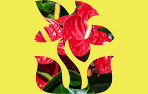 Colourful Indoor Plants For Your Home