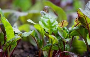 Winter vegetable patch