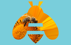 Why we need bees and pollinators in the garden