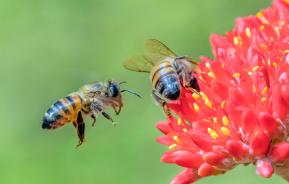 Bees on flowers