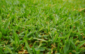Weed, Feed & Green-Up