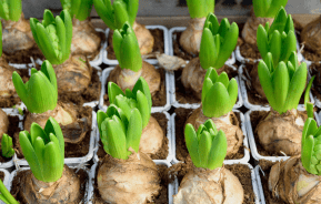 Bulb Planting Guide