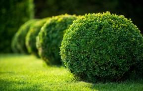 Buxus