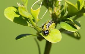 Kb Multisect Soin & protection des plantes, Insectes, Prêt à l'emploi