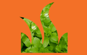 Most common lawn weeds 