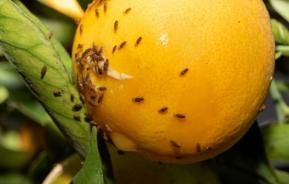 Common Citrus Pest & Disease