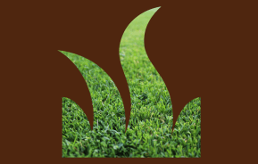Couch Grass