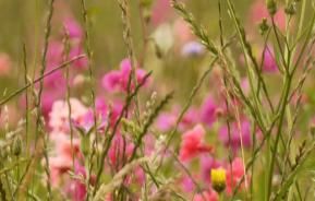 Blumen für Bienen