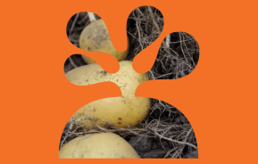 What are the easiest vegetables to grow?