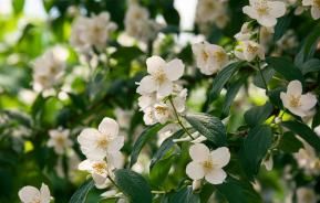 Plantes et arbustes à fleurs