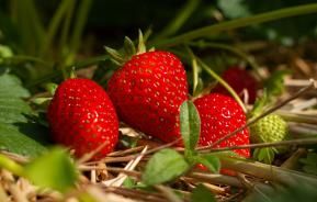 Meilleur paillage pour les fraisiers