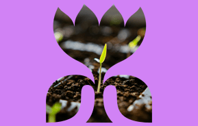 germinate seeds