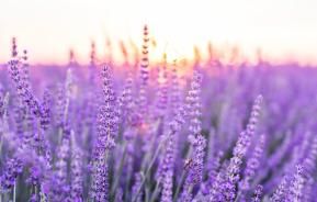 How to grow lavender 