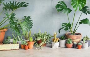 Fertilising indoor plants