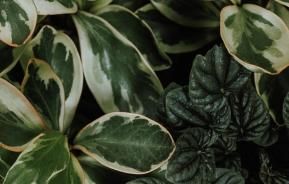 Indoor House Plant