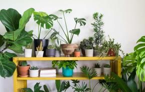 Growing indoor plants